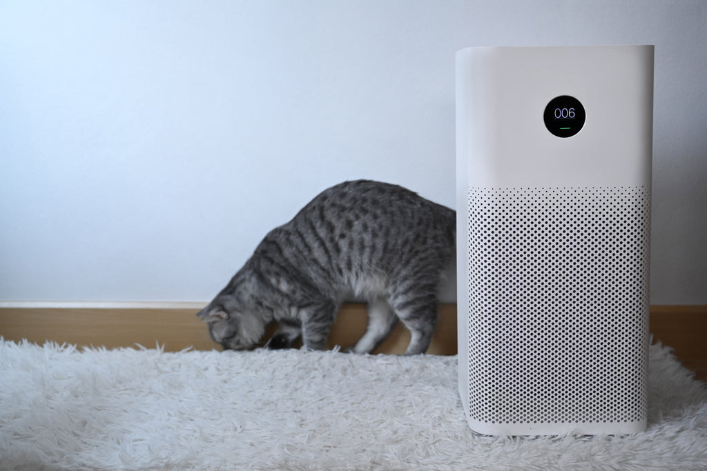 Air Purifiers: Tips for Pet Hygiene and Clean Living Spaces